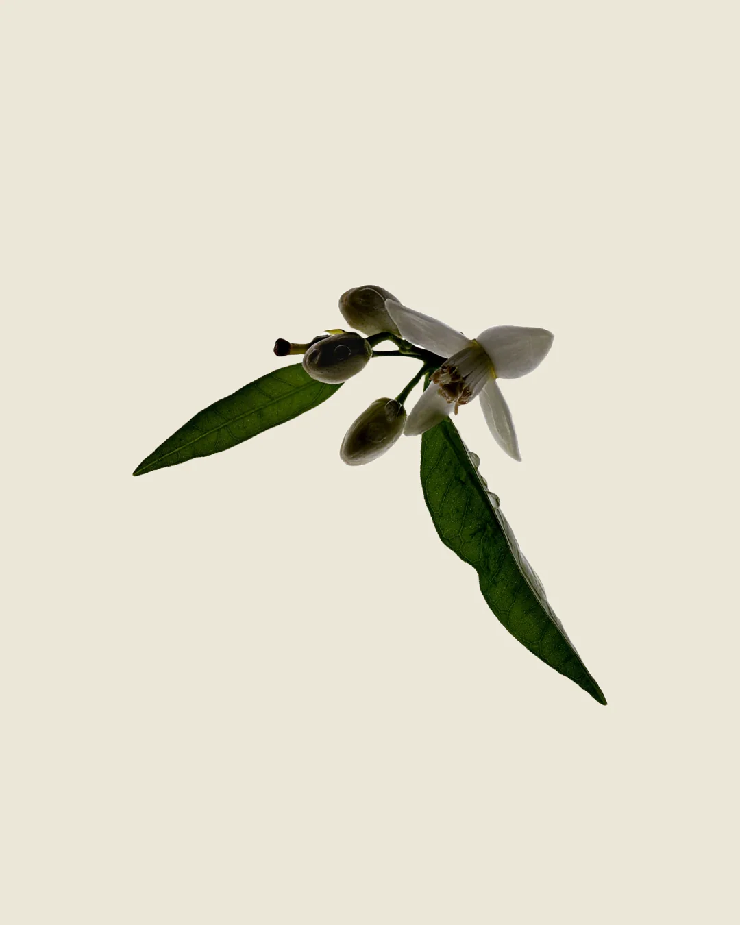 Deodorant Stick |Â Neroli - Image 2