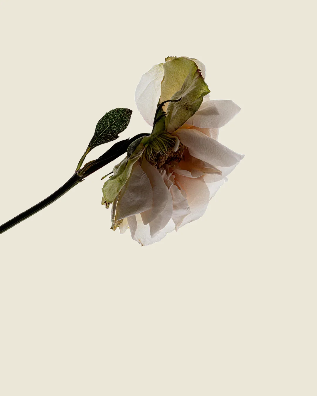Deodorant Stick |Â Third Rose - Image 2